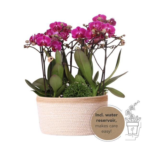 Paarse plantenset in Cotton Basket incl. waterreservoir - 3x paarse orchideeën Morelia Ø9cm + 3x groene planten