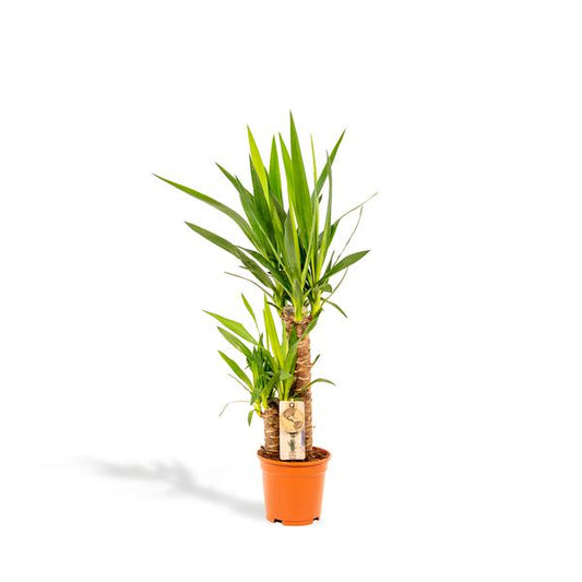 Yucca - ↕90cm - Ø17cm