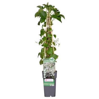 Hydrangea petiolaris - Klimhortensia - ↕65cm - Ø15cm