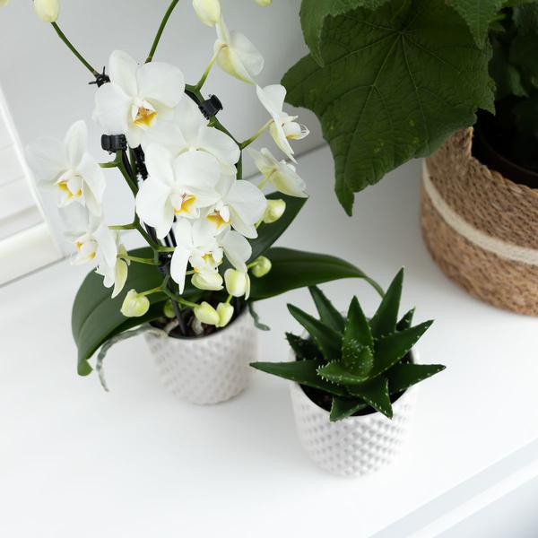 Witte Phalaenopsis orchidee - Niagara Fall  - potmaat Ø12cm