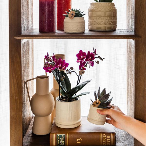 Bali sierpot  - Off White - Ø9cm