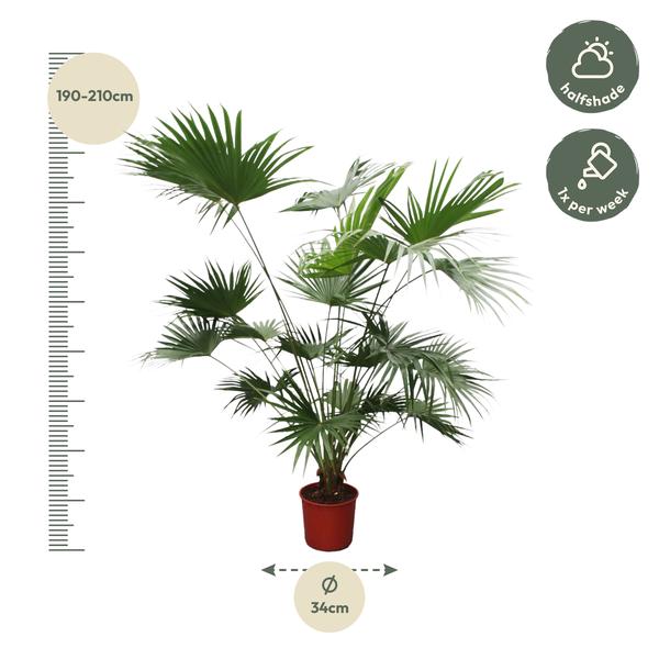 Livistona Chinensis - ↕200cm - Ø34cm