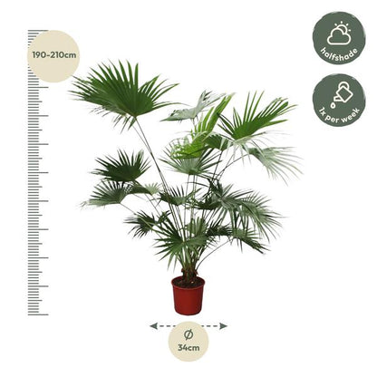 Livistona Chinensis - ↕200cm - Ø34cm