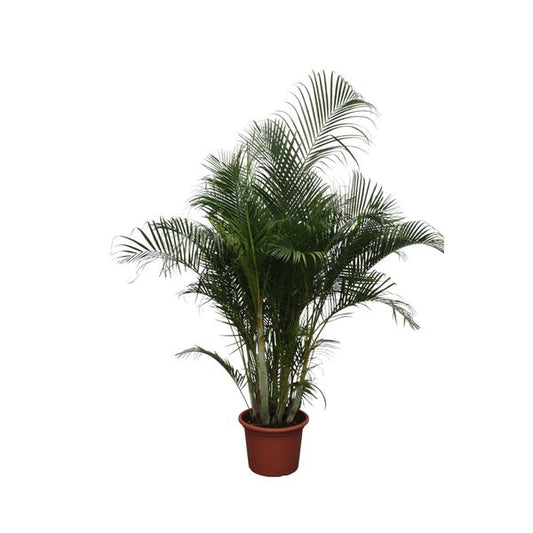 Dypsis Lutescens / Areca Palm - ↕280cm - Ø50cm