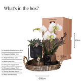 Gift set Home Hub | Plantenset met Phalaenopsis Orchidee en Succulenten incl. keramieken sierpotten