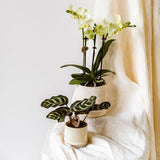 Bali sierpot  - Gebroken Wit - Ø6cm