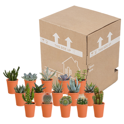Cactus & vetplanten + terracotta pot - ↕8-13cm - Ø6cm - x15
