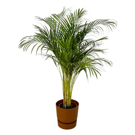 Areca palm + bruine Pot - ↕130cm - Ø24cm