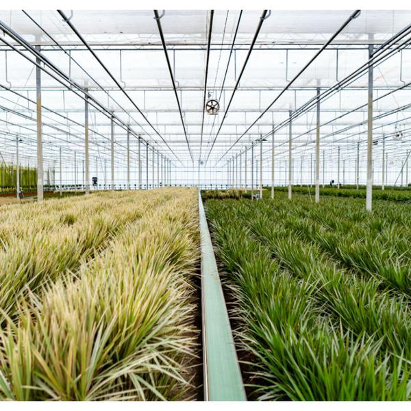 Dracaena Marginata - ↕90cm - Ø17cm