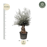 Olijfboom / Olea Europaea Bonsai - ↕225cm- Ø80cm