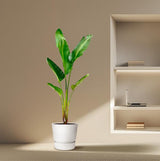 Strelitzia Augusta XXL - ↕210cm - Ø30cm