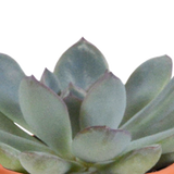 Cactus & vetplanten + terracotta pot - ↕8-13cm - Ø6cm - x15