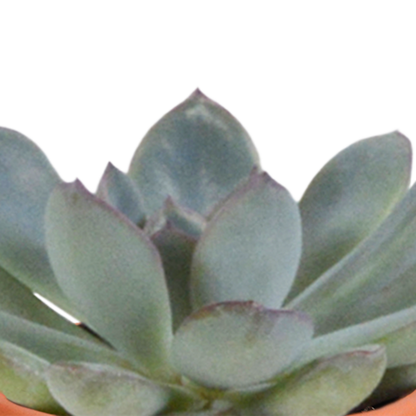 Cactus & vetplanten + terracotta pot - ↕8-13cm - Ø6cm - x15