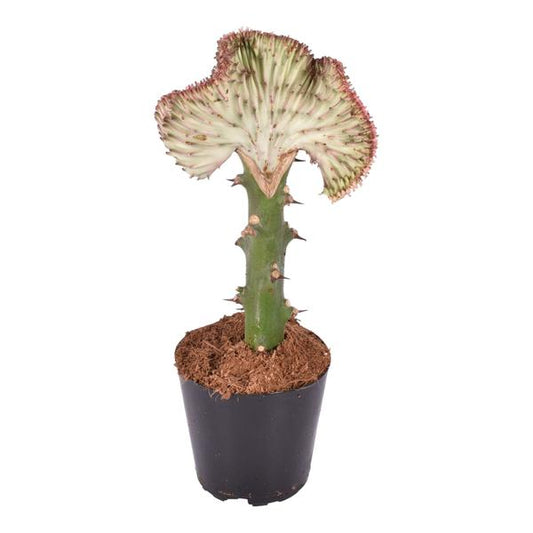 Euphorbia lactea Cristata rood - ↕30cm - Ø10,5cm