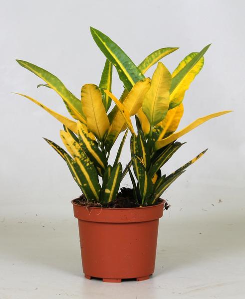 Croton Sunny Star kopen, Croton verzorging, kleurrijke kamerplanten, luchtzuiverende planten, exotische binnenplanten, onderhoudsvriendelijke tropische planten, planten voor indirect licht, trendy planten 2025, decoratieve kamerplanten.