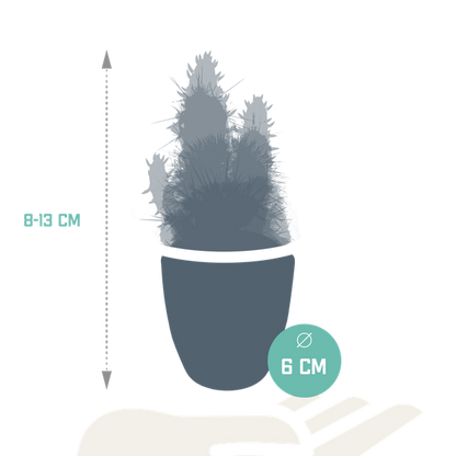 Cactus en vetplanten mix 5.5 cm | 15 stuks - in witte pot