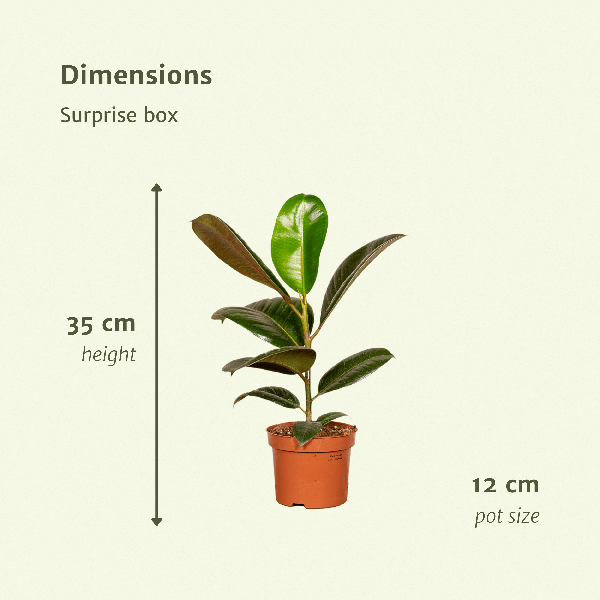 Verrassingsbox ↕25cm - Ø12cm - x6