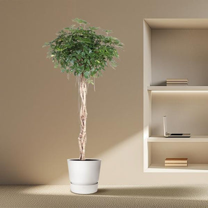 Schefflera Arboricola Compacta gevlochten stam - ↕200cm - Ø50cm