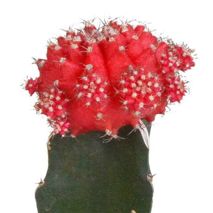 Euphorbia meloformis variegata - Gymnocalycium mix - ↕18cm - Ø8,5cm - 3x