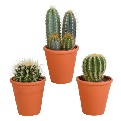 Cactus mix 8.5 cm - 3x - in terracotta pot