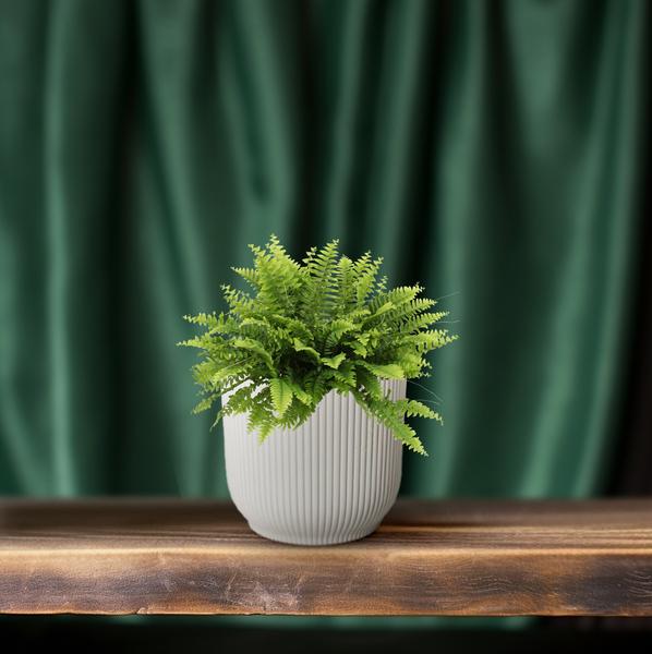 Nephrolepis Boston Green Moment - ↕20cm - Ø12cm