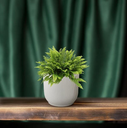 Nephrolepis Boston Green Moment - ↕20cm - Ø12cm