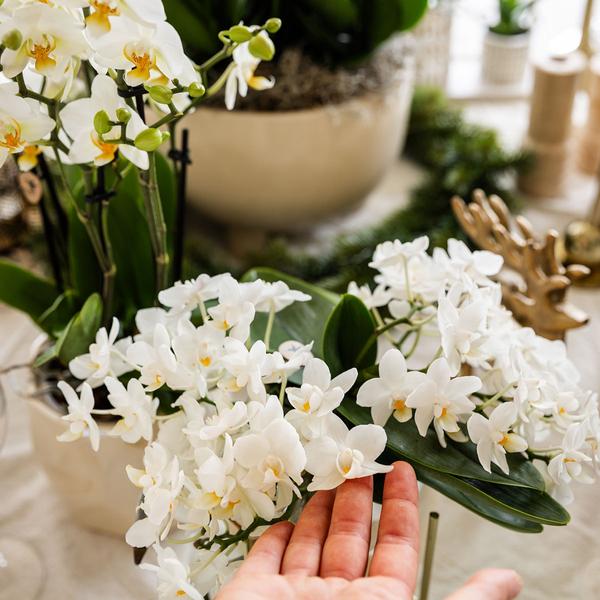 Witte phalaenopsis orchidee - Nazaré - potmaat Ø9cm