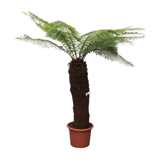 Dicksonia Antarctica - ↕280cm - Ø60cm