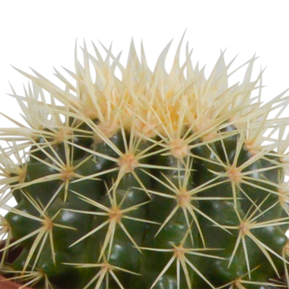 Cactus mix 10.5 cm - 3x - in terracotta pot
