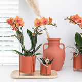 Oranje Phalaenopsis orchidee - Mineral Bolzano - potmaat Ø9cm