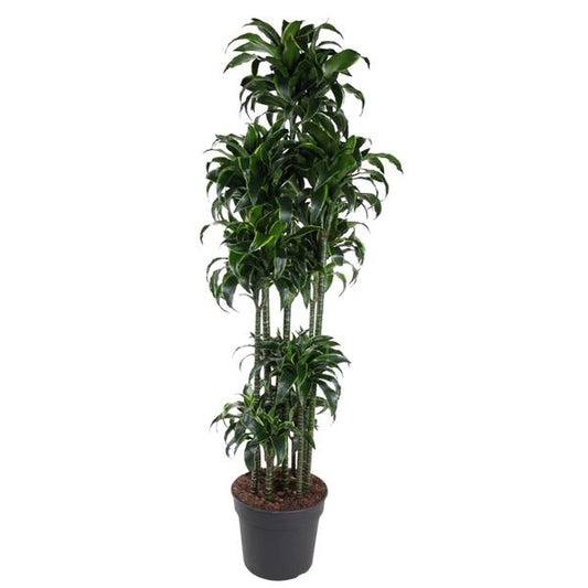 Dracaena Dorado Carrousel - ↕200cm - Ø40cm