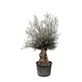 Olijfboom / Olea Europaea Bonsai - ↕225cm- Ø80cm