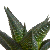 Cactus en vetplanten mix 5.5 cm | 15 stuks - in witte pot