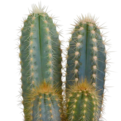 Cactus mix 8.5 cm - 3x - in terracotta pot