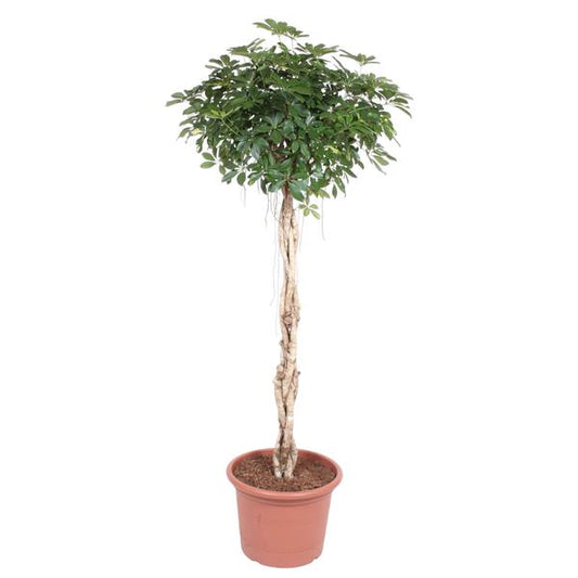 Schefflera Arboricola Compacta gevlochten stam - ↕200cm - Ø50cm