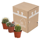 Bolcactus mix 8,5 cm | 3 stuks - zonder pot