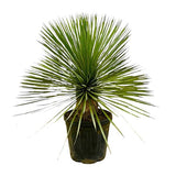 Yucca Rostrata op stam - ↕70cm - Ø27cm