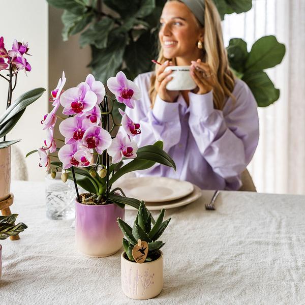 Gradience sierpot - Pink - Ø6cm