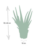 Aloe vera - ↕40cm - Ø12cm
