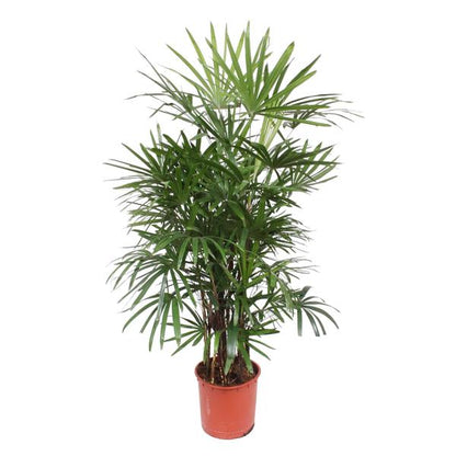 Rhapis Excelsa - ↕190cm - Ø34cm