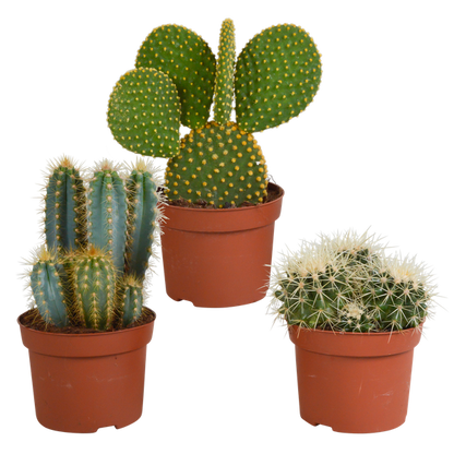 Cactus mix 10.5 cm - 3x - 12cm zonder pot