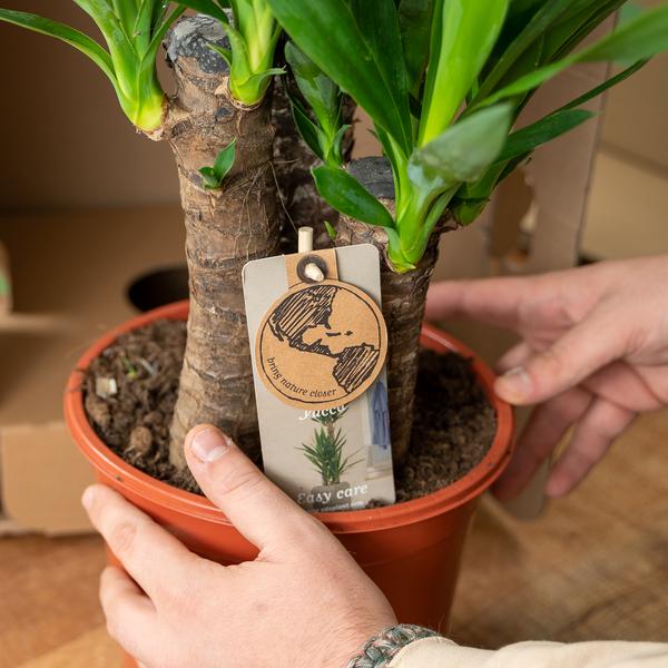 Yucca - ↕90cm - Ø17cm