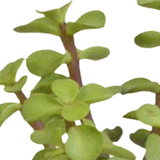 Cactus en vetplanten mix 5.5 cm | 15 stuks - in witte pot