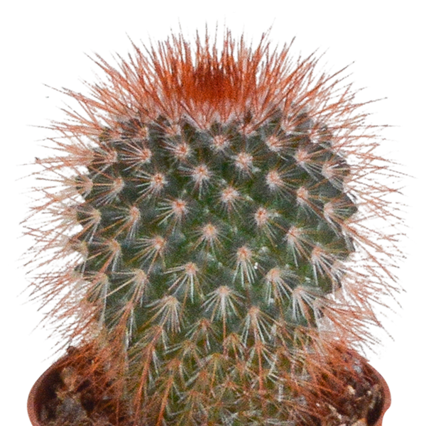 Cactus mix - ↕8-13cm - Ø6cm - 10x