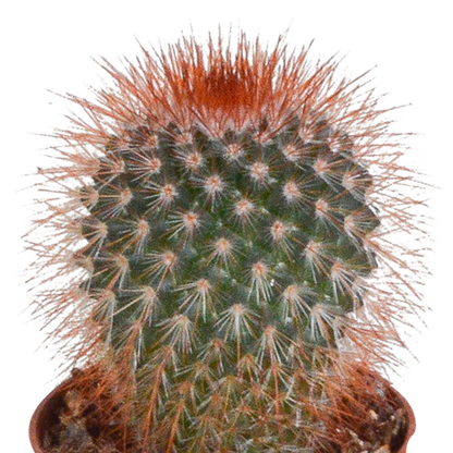 Cactus mix - ↕8-13cm - Ø6cm - 10x