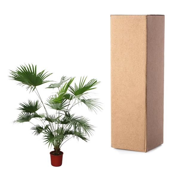 Livistona Chinensis - ↕200cm - Ø34cm