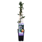 Passiflora bleu caerulea - ↕65cm - Ø15cm