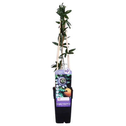 Passiflora Blauw caerulea - ↕65cm - Ø15cm