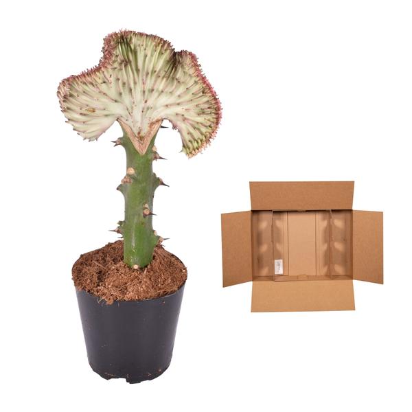 Euphorbia lactea Cristata rood - ↕35 cm - Ø12cm