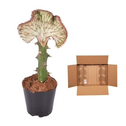 Euphorbia lactea Cristata rood - ↕35 cm - Ø12cm